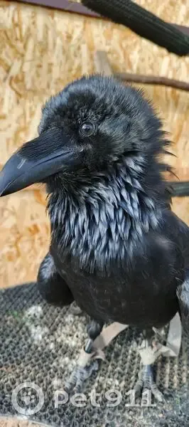 Пропал ворон, Речная ул., Расловка 1-я - photo