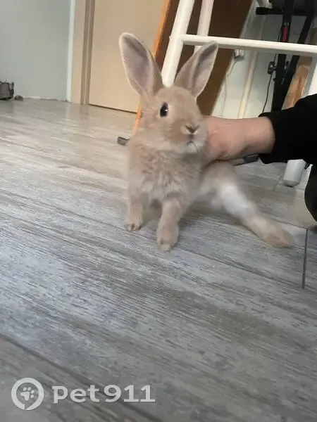 Пропал серый кролик, Писково, Марли 15 - photo