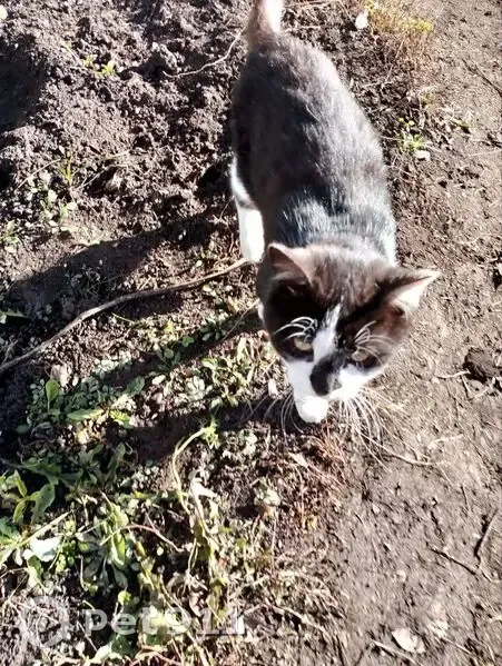 Кошка найдена в СНТ Родник, Мамяково - photo