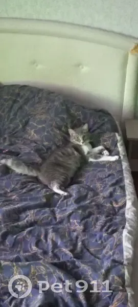 Пропал кот, ул. Наймушина, 42, Братск - photo