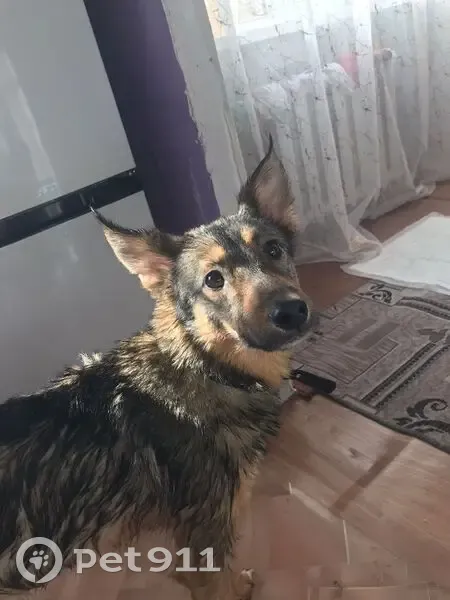 Пропала собака, Инженерный, Нижегородская - photo