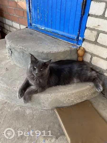 Пропала кошка, Вологодская обл. - photo