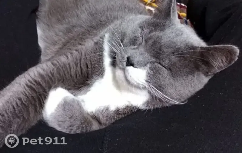 Пропал кот Милашка, ул. Победы, Махнёво - photo