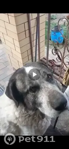 Пропала белая собака, Корпусная 2А, Волгоград - photo