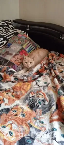 Найдена кошка, ул. 22-го Съезда КПСС - photo