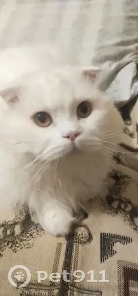 Пропала белая кошка, въезд Ленина, Элиста - photo