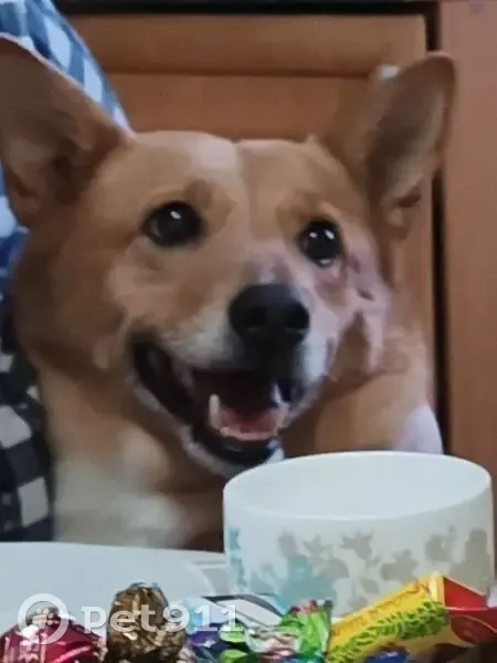 Пропала собака, Заозёрская ул., Заозерье - photo