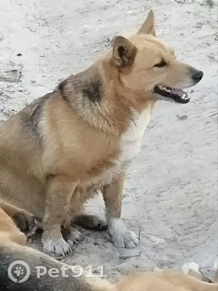 Пропала собака на Луговой, Заозерье - photo