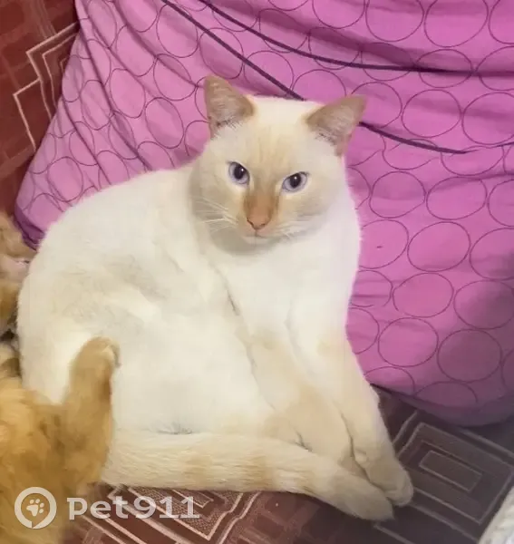 Пропал кот, Дорожная ул., 11, Новоорск - photo