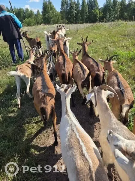 Пропало стадо коз в районе дер. Ваша - photo