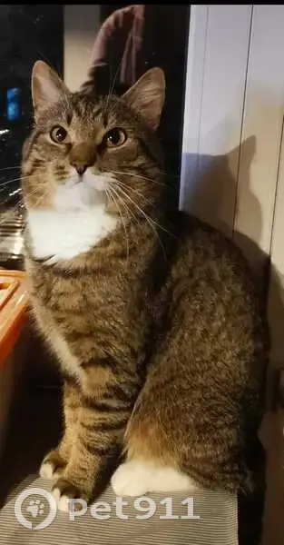 Пропала кошка, ул. Героев, Пушкин - photo