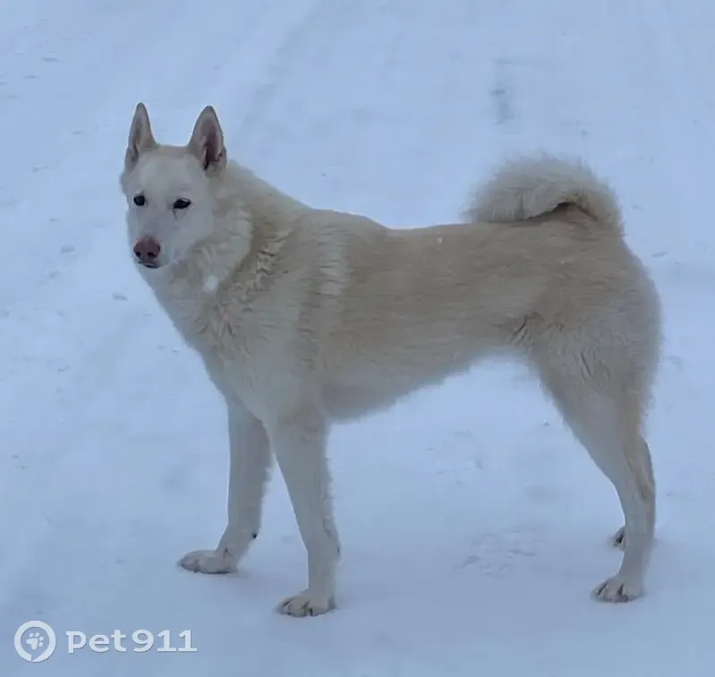 Пропала лайка Зара, Полозово, Пермский край - photo