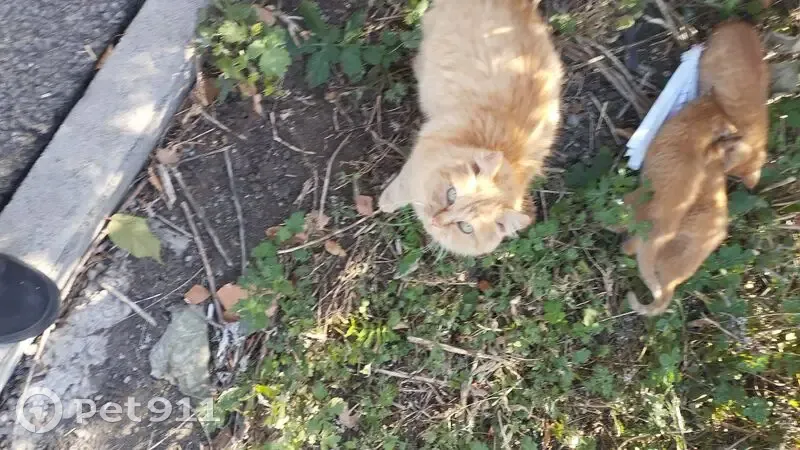 Кошка с котятами, Вознесенская ул., Магнитогорск - photo