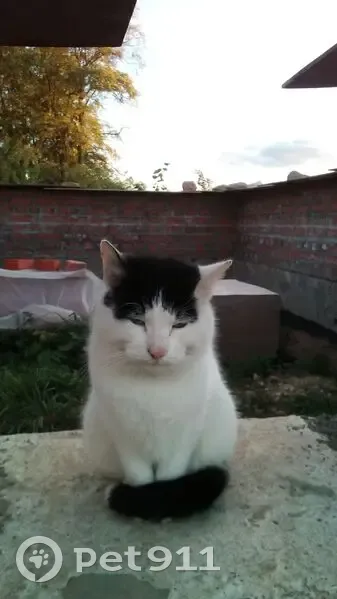 Пропала кошка, Ям-Тёсовское СП, ЛО - photo