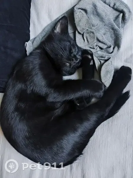 Пропал кот Джем, ул. 1 Мая, Красноармейск - photo