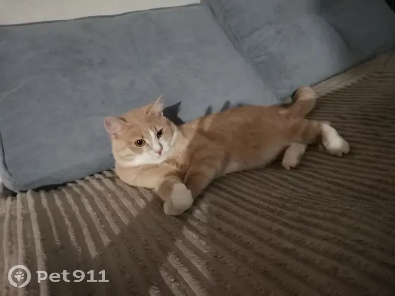 Пропала кошка, Советская 40, Ильинско-Подомское - photo