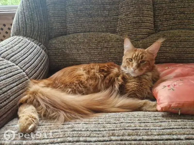 Пропала кошка, Красносельское СП, ЛО - photo