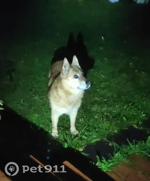 Собака найдена в СНТ Импульс, 3-я улица - photo