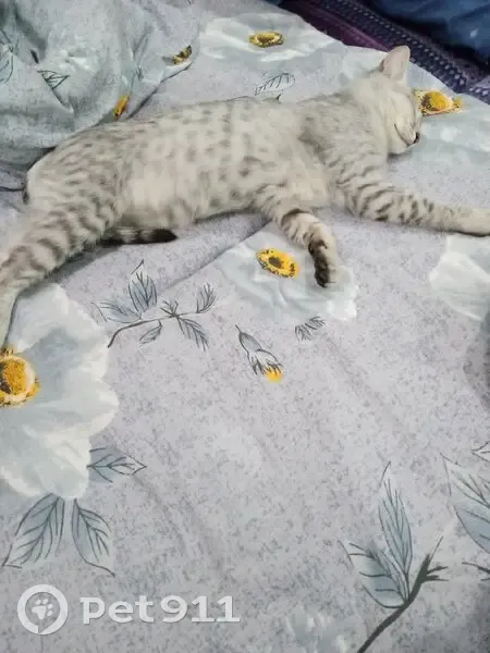 Кошка найдена: 65 комплекс, Набережные Челны - photo