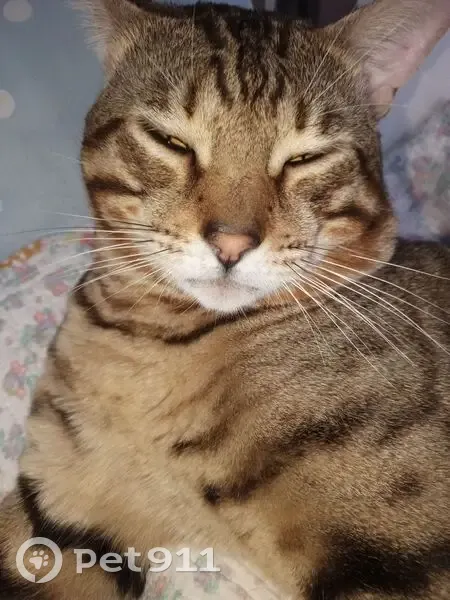 Пропала кошка в селе Троица, 22К-0061 - photo