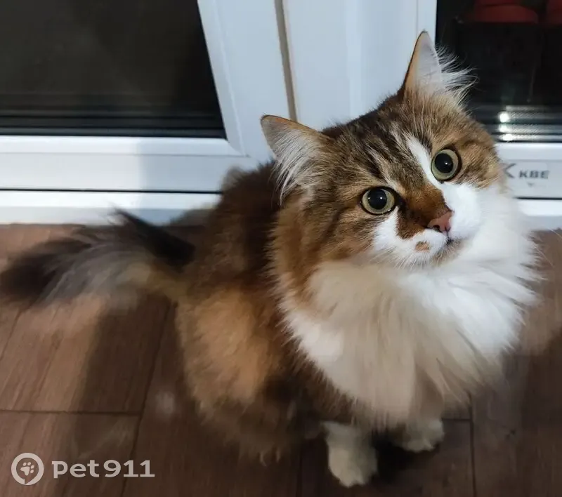 Пропала кошка, Счастливая ул. 7, Новоселье - photo