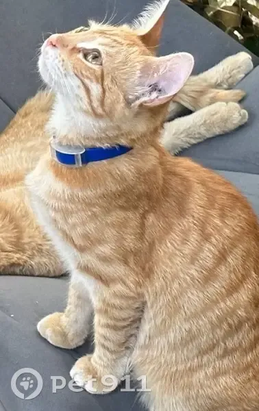 Пропала кошка на Бульваре 30-летия Победы, 50 - photo