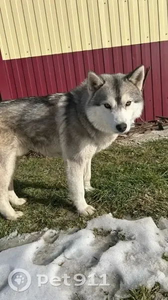 Барон найден в питомнике Екатеринбурга, Р-354 - photo