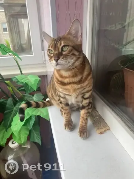 Пропала бенгальская кошка, ул. Курченко, 4 - photo
