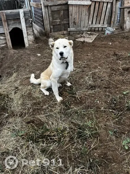 Пропала собака в Хатассы, Якутия - photo