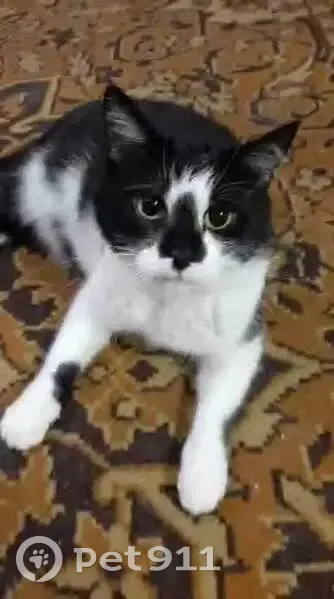 Пропала кошка, ул. Фролова, 7А, Ковылкино - photo