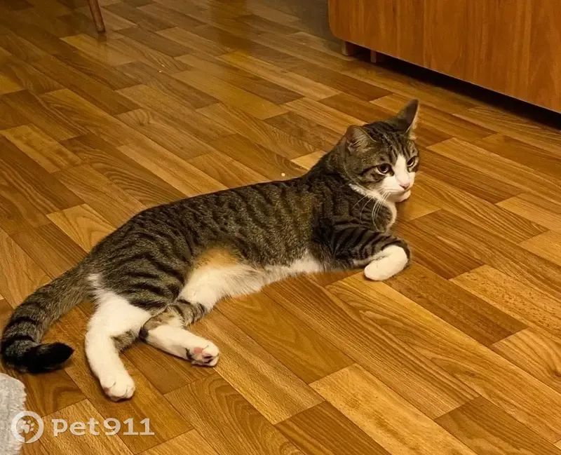 Пропала кошка, Орловская обл. - photo