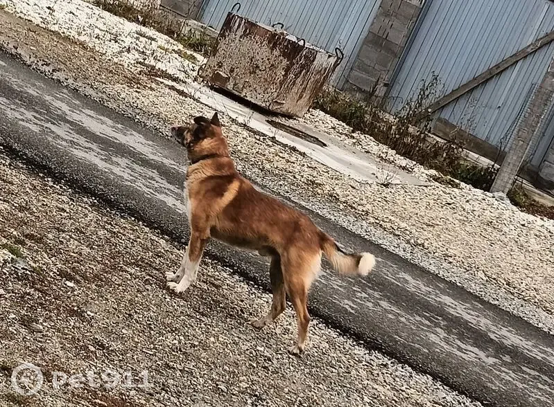 Собака найдена: Берёзовский, Свердл. обл. - photo