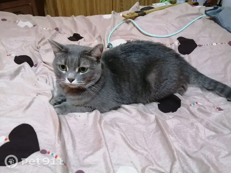 Найдена серая кошка, Жукова 15, Магнитогорск - photo