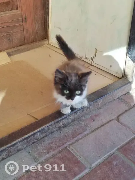 Котёнок найден: Октябрьская ул., Аликово - photo