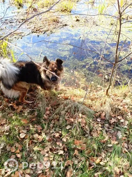Найдена собака, Басьяновский, Свердловская обл. - photo