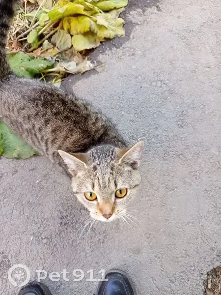 Найдена кошка, пр. Карла Маркса 138/1 - photo