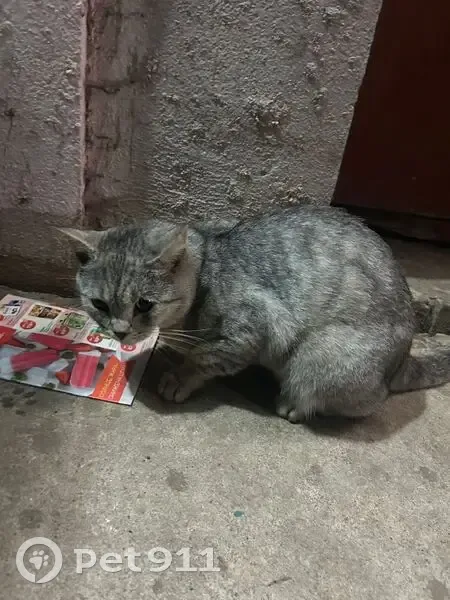 Найдена кошка у Шагова 197, Кострома - photo