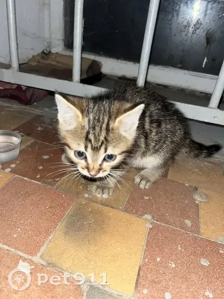 Котенок найден у домофона, Козуева 90 - photo