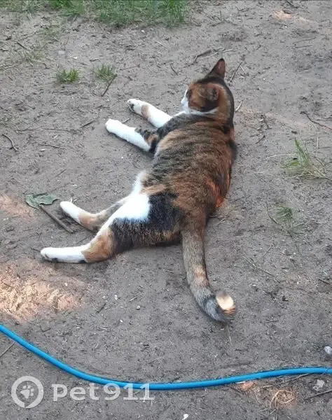 Пропала кошка в Толмачёвском, Ленобласть - photo