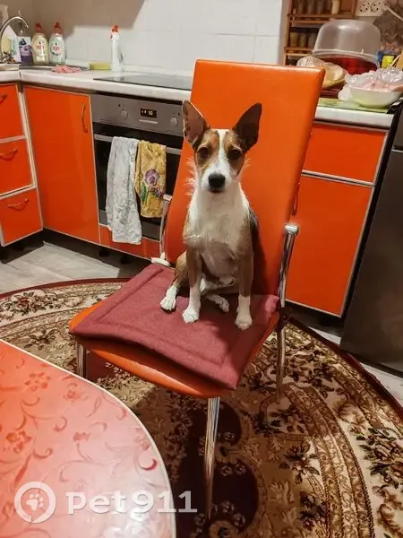 Пропала собака в Кике, Бурятия - photo