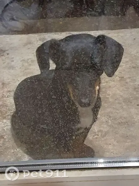 Найдена собака, Пионовая ул. 13 - photo