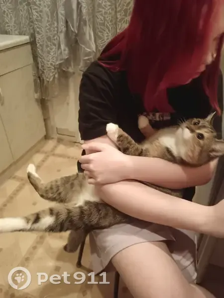 Пропала кошка, 2-я Коммунистическая, 25 - photo