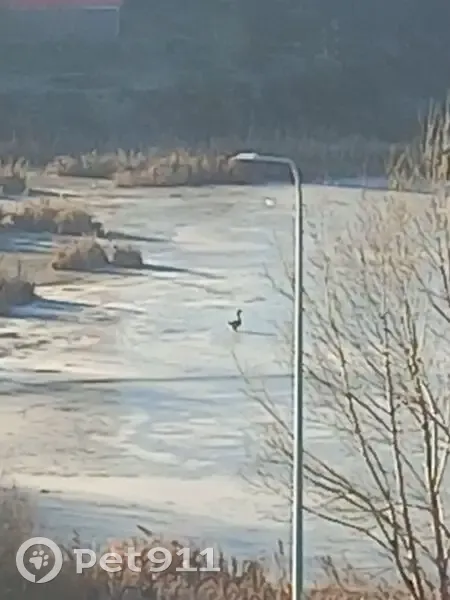 Гусь на озере, Чернышова 8, Новокузнецк - photo