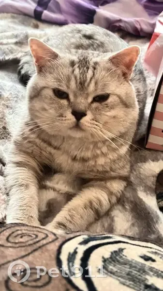 Пропала кошка, А-376, Хабаровск - photo