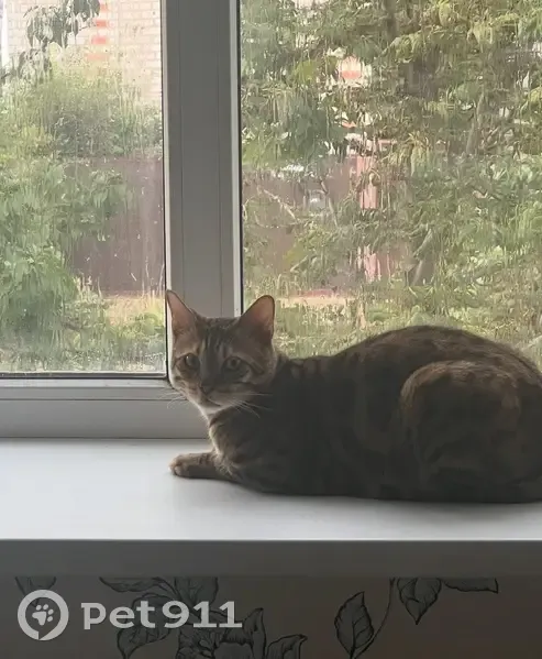 Пропала бенгальская кошка, Аксубаево - photo