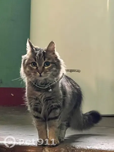 Кошка найдена: Чумбарова-Лучинского 15 - photo