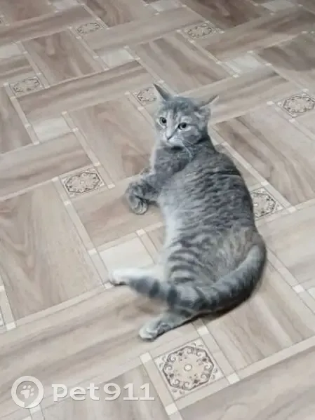 Пропала кошка Муся, Новоселье, Омск - photo