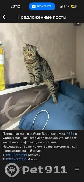Пропала кошка, Курган, Курганская обл. - photo