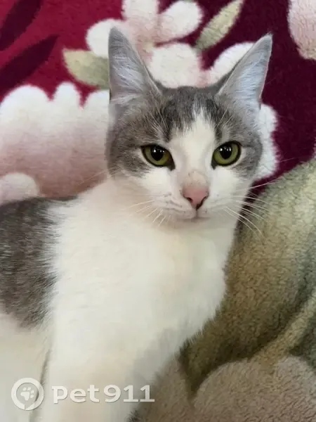 Пропала кошка на ул. Карла Маркса, Буховое - photo