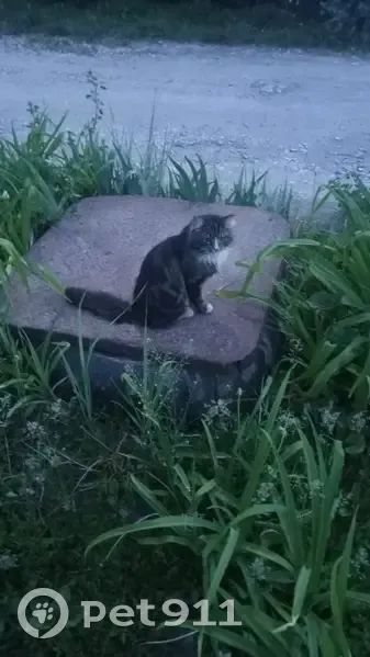 Пропала кошка, Шацк, Рабоче-Крестьянский пер. - photo